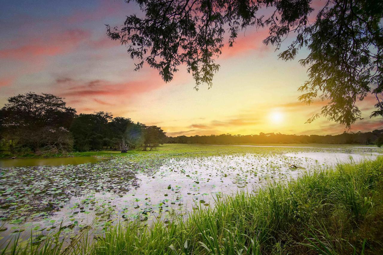 Elephas Resort & Spa Sigiriya Exteriér fotografie